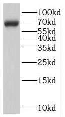 LARGE1 antibody