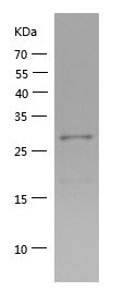 Recombinant Human MAVS