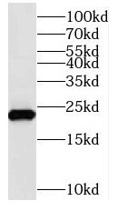 NUDT10 antibody