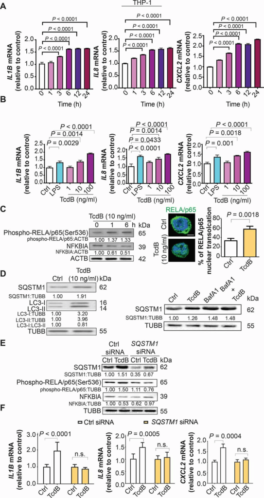 【Cited FineTest Elisa Kit】 Current Research on Autophagy and Autoimmune Disorder