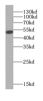 KRT7-specific antibody