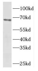 EYA4 antibody