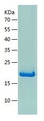 Recombinant Human IL-17C