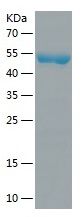 Recombinant Human ADD3