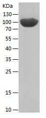 Recombinant Human PECAM-1