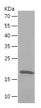 Recombinant Human LGALS2