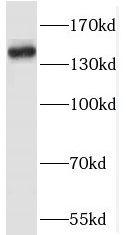 RASAL2 antibody
