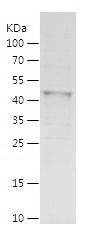 Recombinant Human MEIS2
