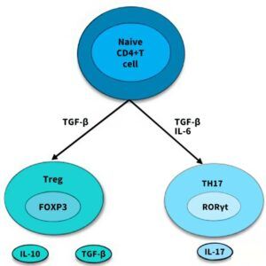 Flow Cytometry for T Cell Analysis