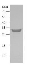 Recombinant Human B3GAT3