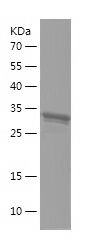 Recombinant Canine BNP