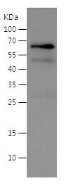 Recombinant Human IL-13-FC