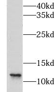 LSM8 antibody