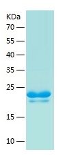 Recombinant Rat VEGF 164