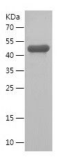 Recombinant Human GSTT1