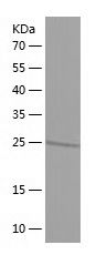 Recombinant Human TFAP4