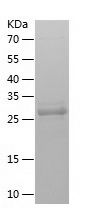 Recombinant Human TMEFF1