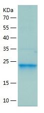 Recombinant MAdV-1-L3