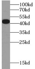 GATA4 antibody
