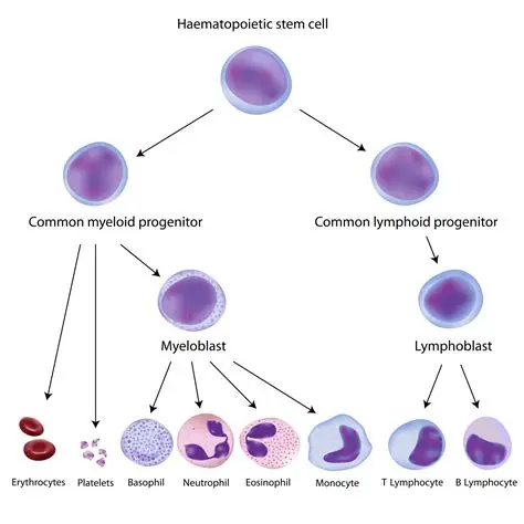 Hematopoiesis CD Markers in Flow Cytometry
