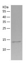 Recombinant Human CST3