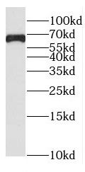 FAM13A antibody