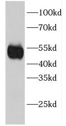 EIF2S2 antibody
