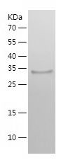Recombinant Human STBD1
