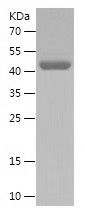 Recombinant Human PCK2