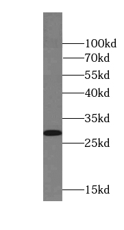 CIAO3-Specific antibody