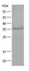 Recombinant Mouse Ppid