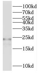 RPL17 antibody