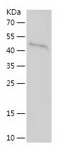Recombinant Human CHFR