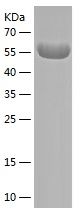 Recombinant Human SDC1