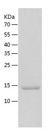 Recombinant Mouse Gdf5