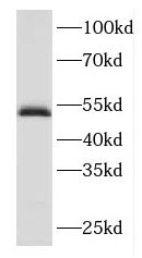 FBXO3 antibody