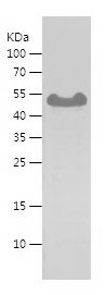 Recombinant Human CHGA