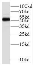 RBMS1 antibody