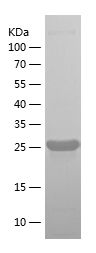 Recombinant Human ROBO4
