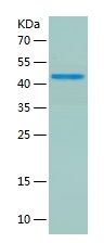 Recombinant Human RBBP7
