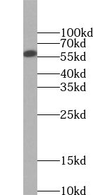 ZNF703 antibody