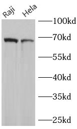 RELA antibody