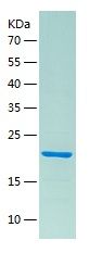 Recombinant Human OMP