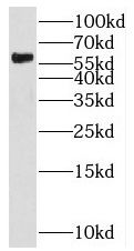 SF3A3 antibody