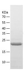 Recombinant Mouse Bcl2l1