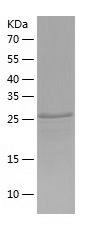 Recombinant Human ZNF699