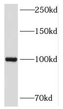 NKRF antibody