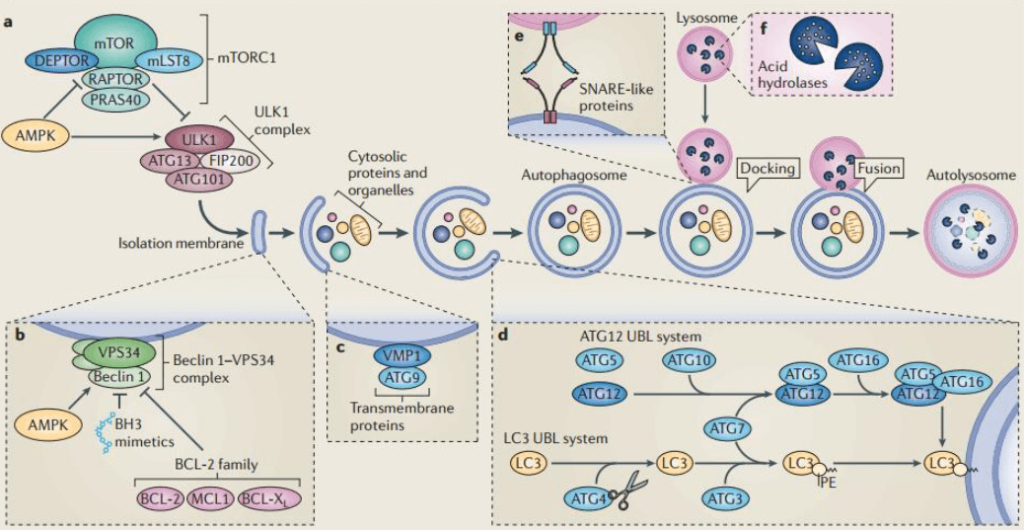 Ubiquitination Pathway Associated Antibodies