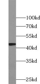 VN1R4 antibody
