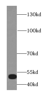 KAT8 antibody